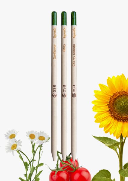 Wooden Pencils with Seeds Space Pack